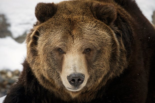 На Аляске добыт самый большой гризли в истории — рекорд зафиксирован Boone and Crockett Club