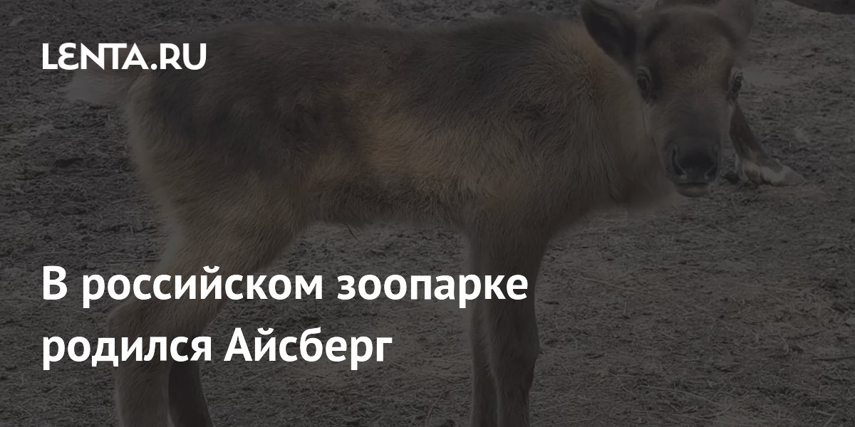 В российском зоопарке родился Айсберг