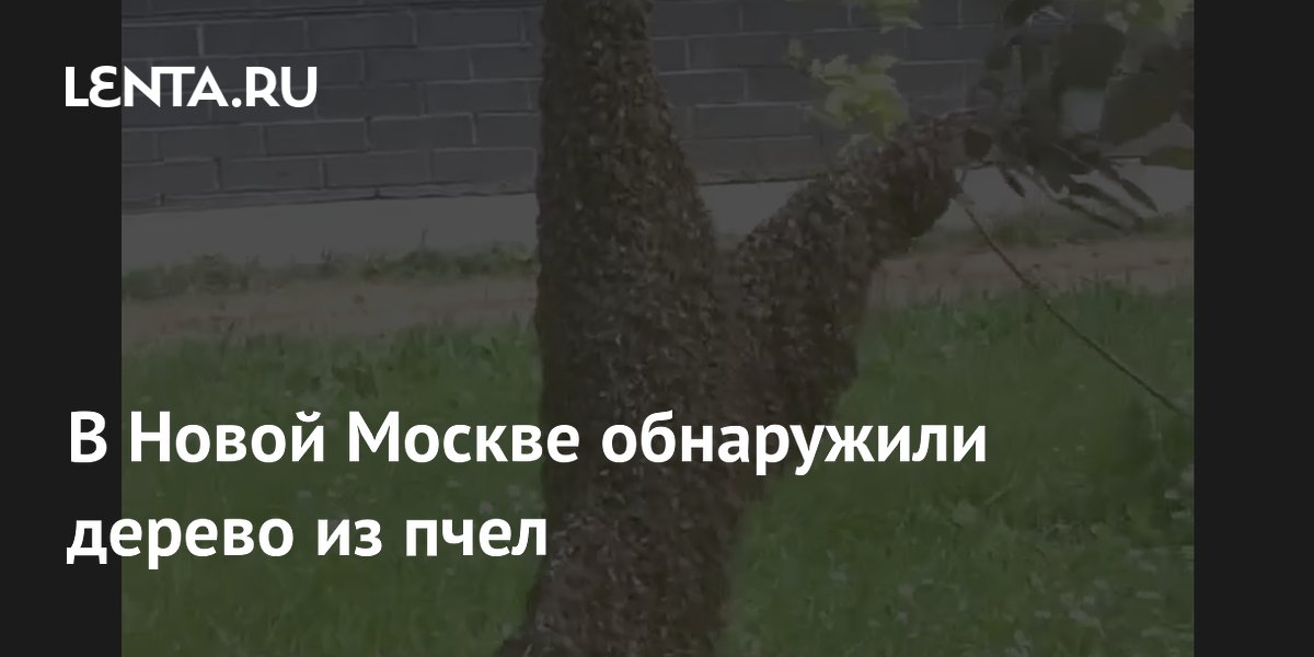В Новой Москве обнаружили дерево из пчел
