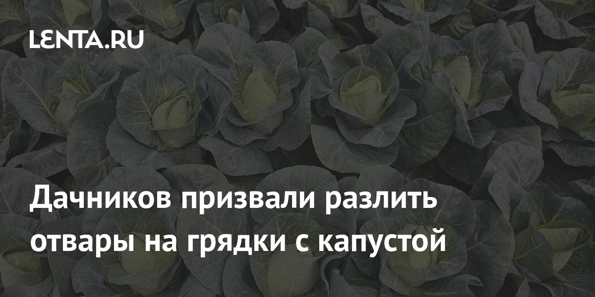 Дачников призвали разлить отвары на грядки с капустой