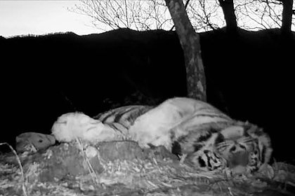 Самая крупная кошка планеты прилегла отдохнуть в лесу и попала на видео