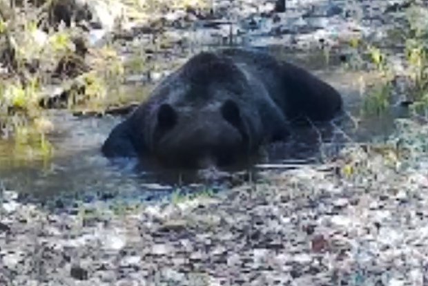 Вводная картинка