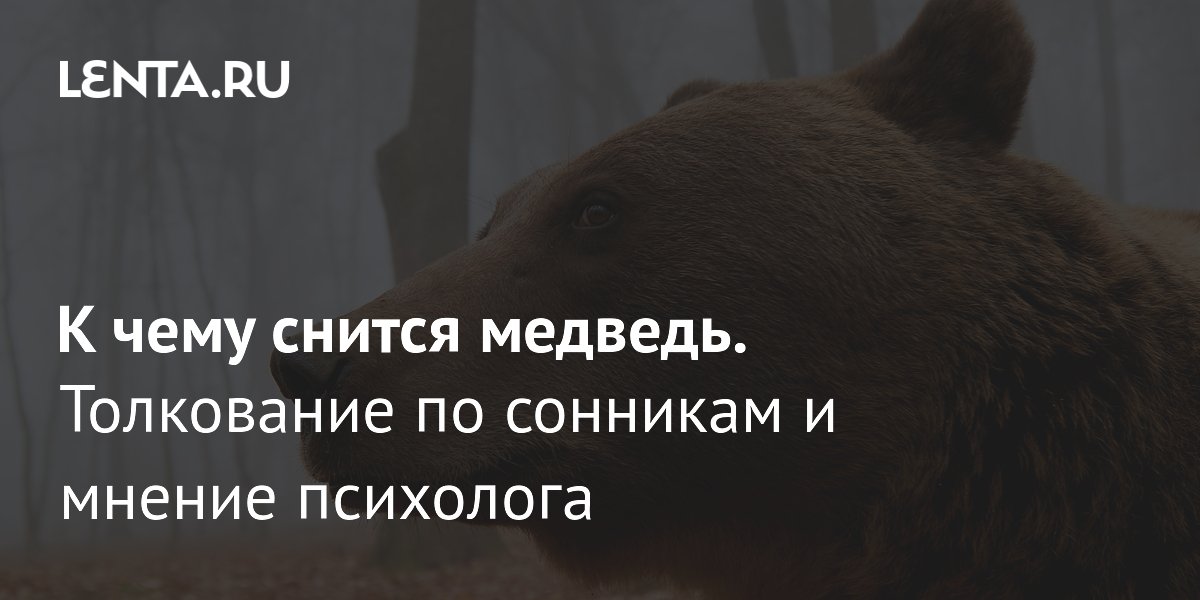 Медведь во сне: что это значит? Разбор снов от психолога и толкований сонников