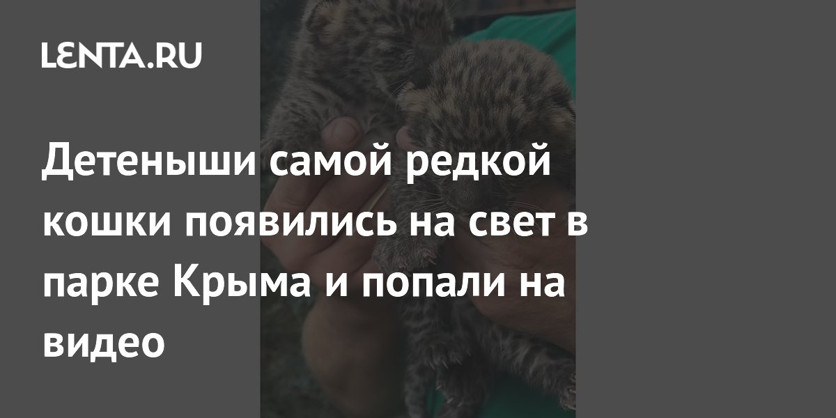 Детеныши самой редкой кошки появились на свет в парке Крыма и попали на видео