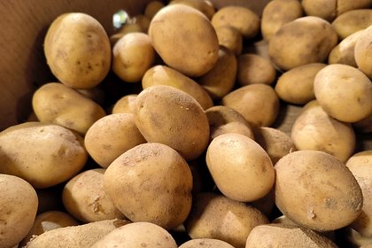 Цены на картофель начали снижаться
