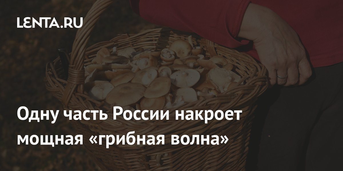 Одну часть России накроет мощная «грибная волна»