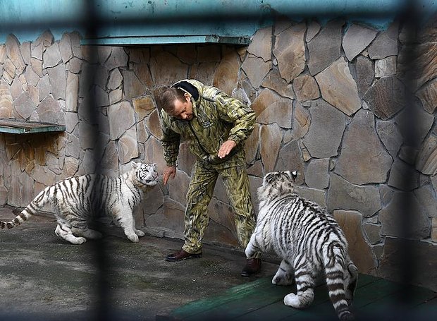 Создатель и директор Ялтинского зоопарка «Сказка» и белогорского парка львов «Тайган» Олег Зубков в вольере с тиграми