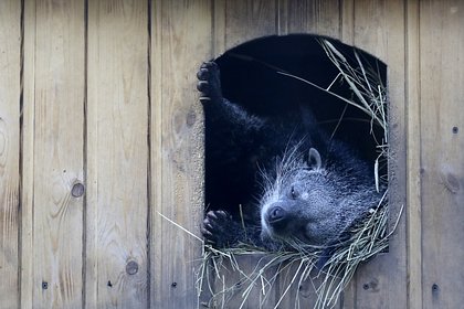 У пары краснокнижных бинтуронгов впервые в России появилось потомство