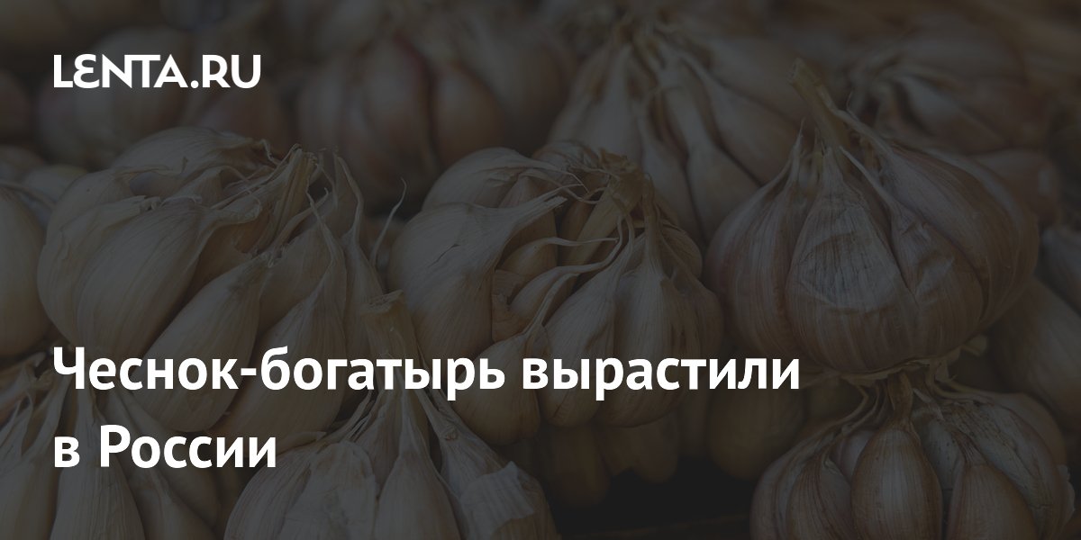 Чеснок-богатырь вырастили в России