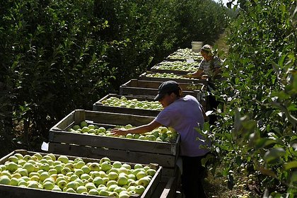 Шансы России обеспечить себя фруктами оценили