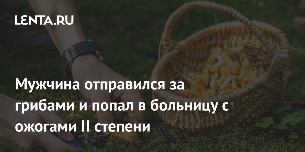 Мужчина отправился за грибами и попал в больницу с ожогами II степени