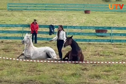 В российском регионе показали номер «заклинательницы лошадей»