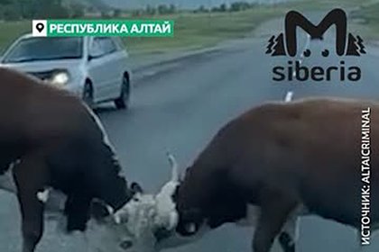 На Алтае быки устроили битву за любовь