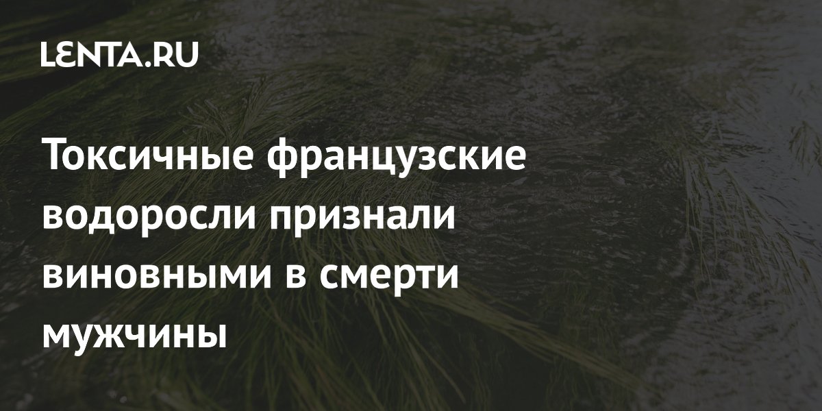 Токсичные французские водоросли признали виновными в смерти мужчины