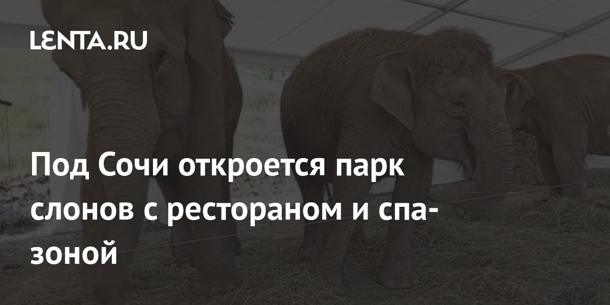 Под Сочи откроется парк слонов с рестораном и спа-зоной