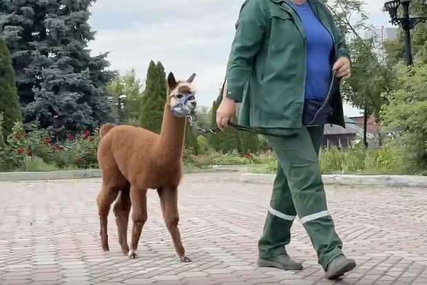 Вводная картинка