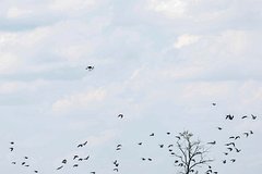 Российский губернатор раскрыл процент сбиваемых средствами ПВО беспилотников ВСУ