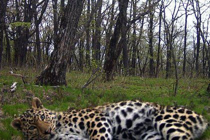 Самая редкая кошка в мире попала на камеру в российском заповеднике
