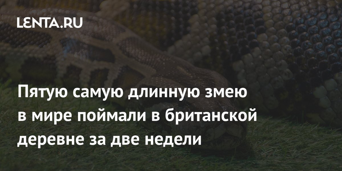 Пятую самую длинную змею в мире поймали в британской деревне за две недели