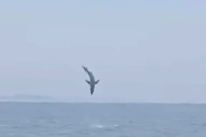 Акулу в высоком прыжке над морем засняли в России