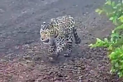 Рабочие столкнулись в лесу с редчайшим хищником и сняли его на видео