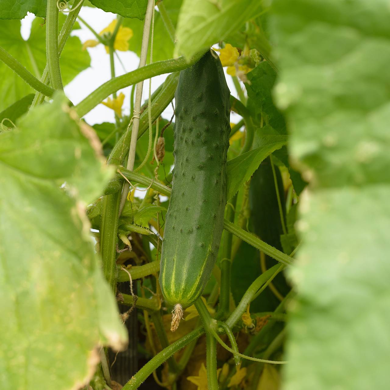 Россиянка вырастила огурец размером с ребенка