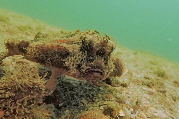 Морская мышь
