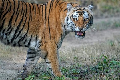 Два редчайших тигра утащили и растерзали мужчину без штанов