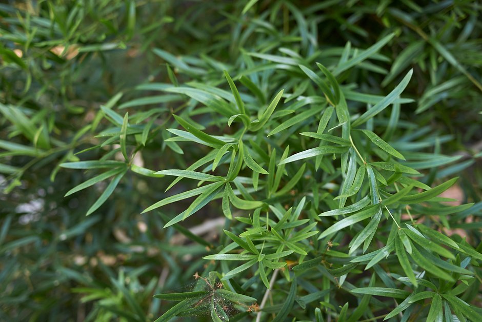 Орыс қисық әйелдер порно фото