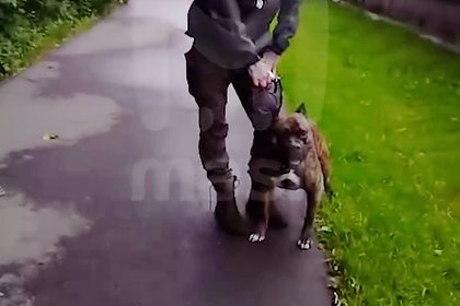 Москвич спустил бойцовскую собаку на женщину и попал на видео