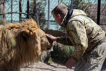 Директор сафари-парка «Тайган» раскрыл судьбу напавшего на него льва