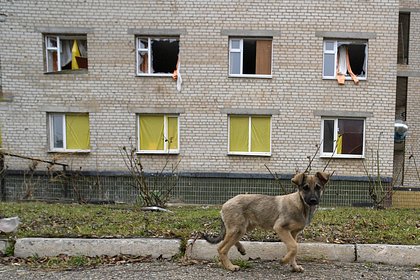 Беженка рассказала об убийстве ВСУ собаки и ее хозяина