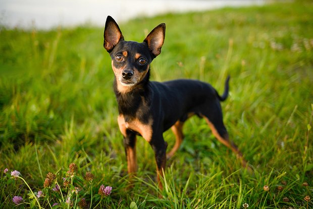 Вводная картинка