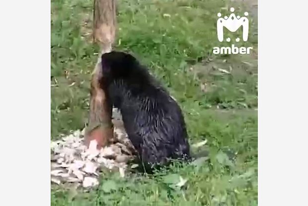 Вводная картинка