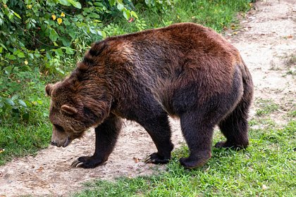 Медведь растерзал трех человек