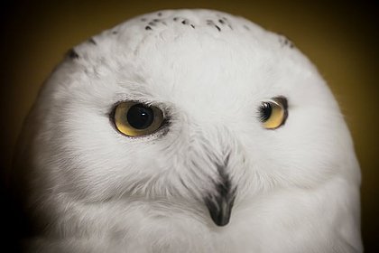 Сбитую на трассе болотную сову спас волонтер из Казани