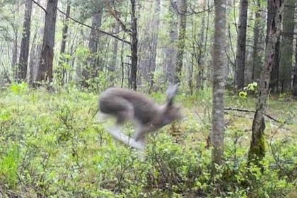Фотоловушка в российском парке запечатлела редкий момент с «летящим» зайцем