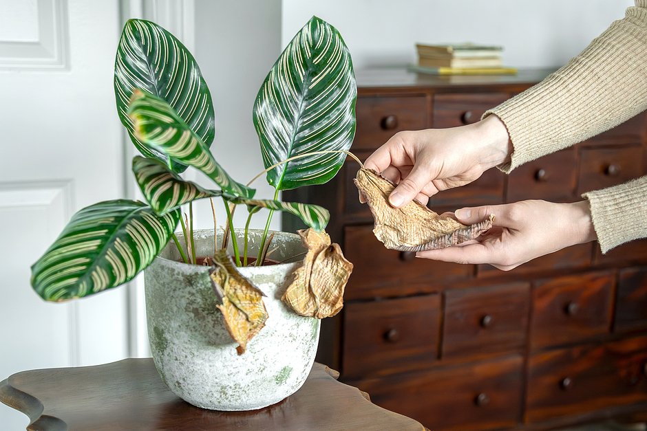 dracaena marginata plant Dracaena Marginata Kiwi Dragon Tree Tropical Plant (1 Plant or Starter Pack  options)