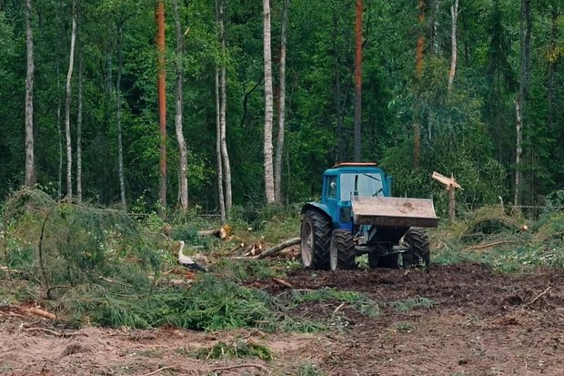 Белый аист на вырубке под карьер «Редькино-2» в Рузском округе