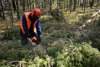 «Мы каждый день слышим их крики» В «подмосковной Швейцарии» вырубают лес с краснокнижными растениями и животными. Ради чего?