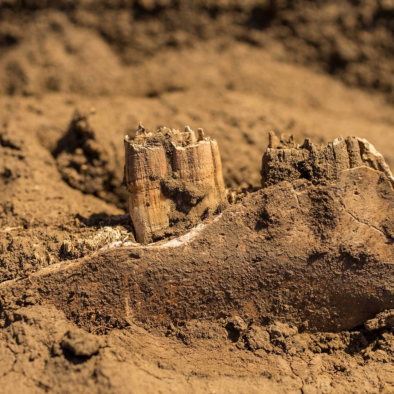 В российском регионе нашли останки древних людей и лошадей