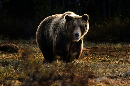 Медведь утащил охотника в лес