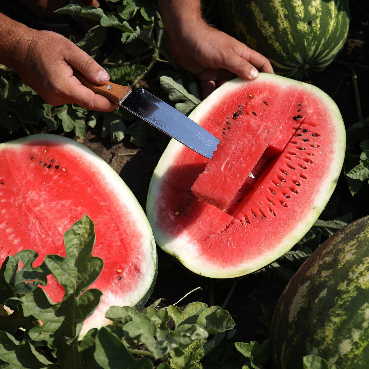 Названы лучшие арбузные регионы России