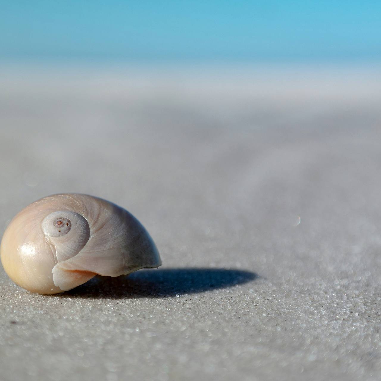 Россияне вышли на прогулку и нашли ракушку с сюрпризом