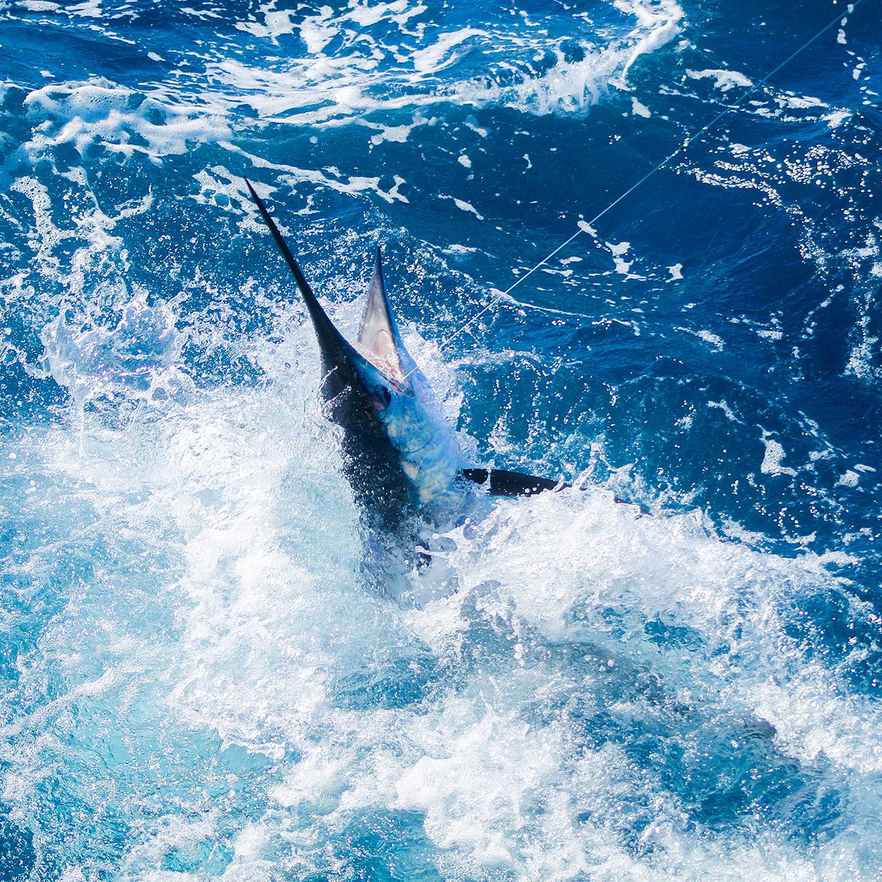 22-летняя девушка поймала огромную рыбу и получила за нее 4,5 миллиона рублей