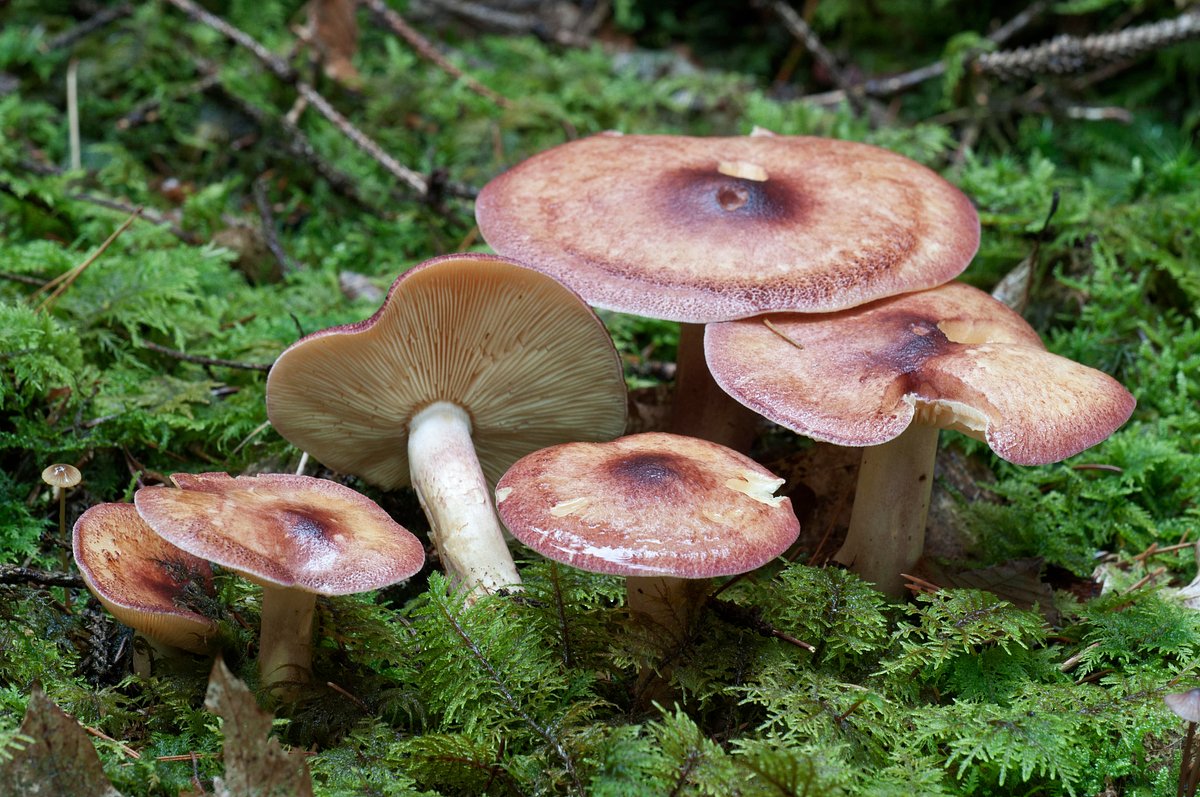 Желто-бурая рядовка (Tricholoma fulvum)