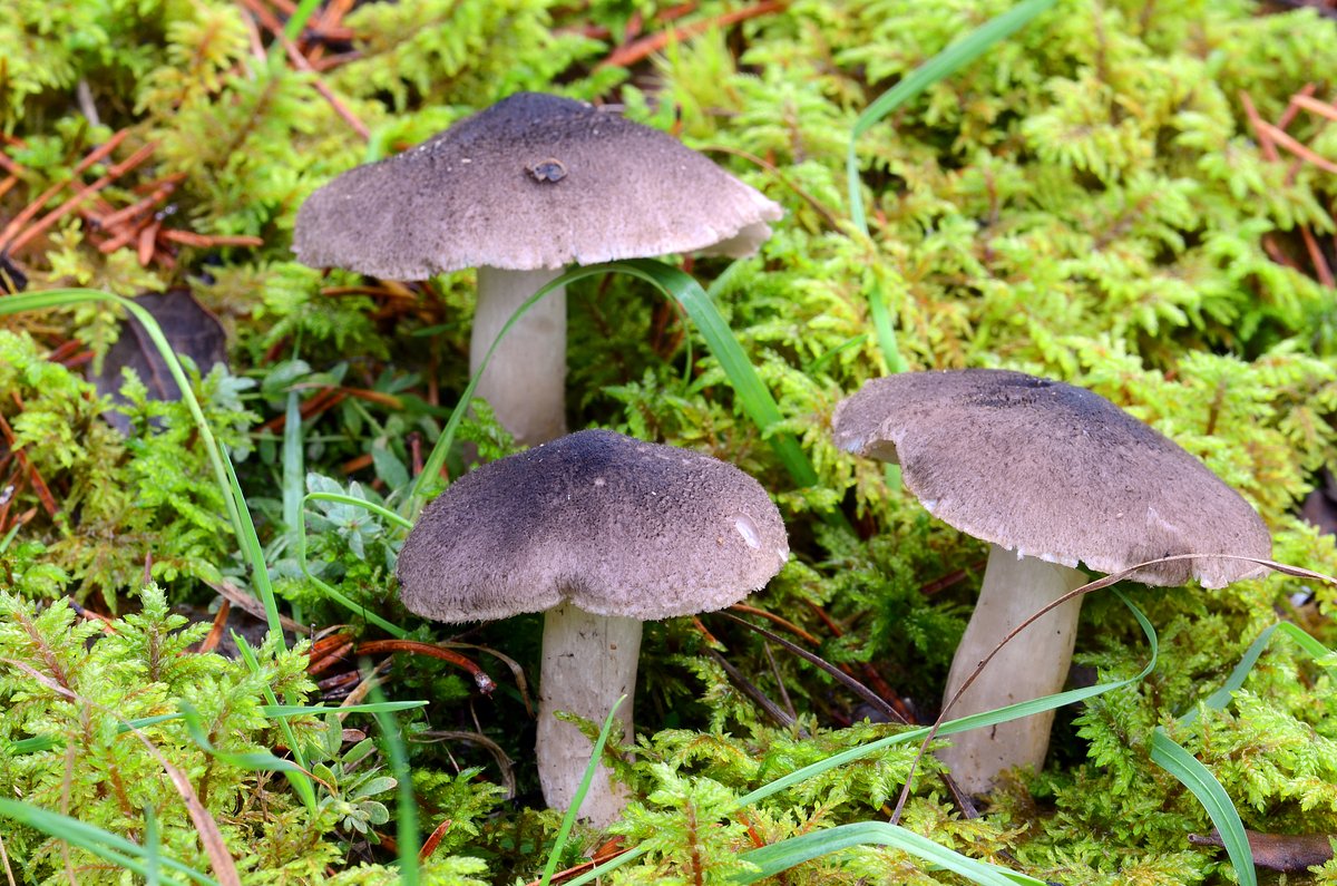 Землистая рядовка (Tricholoma terreum)
