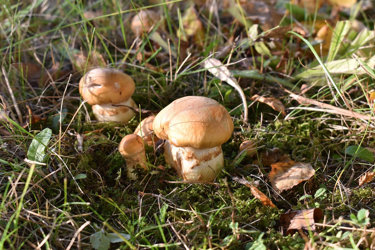 Опенковидная рядовка (Tricholoma focale)