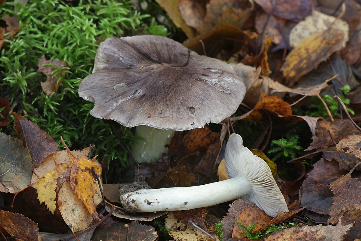 Серая рядовка (Tricholoma portentosum)