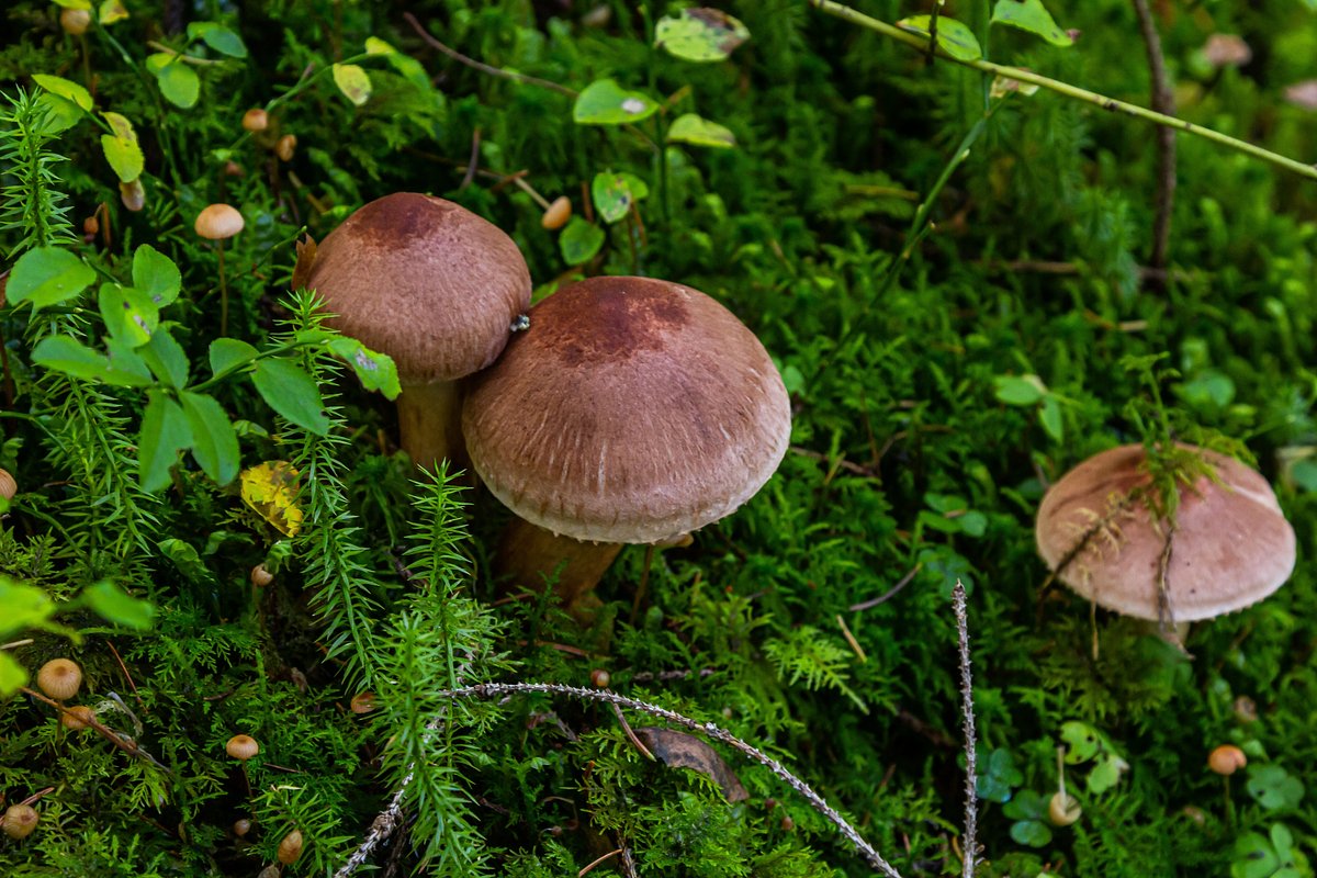 Чешуйчатая рядовка (Tricholoma imbricatum)